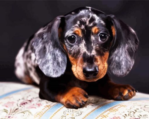 Doxie Dachshund Puppy paint by numbers