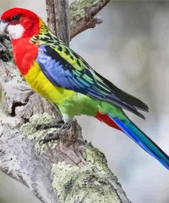 Rainbow Eastern Rosella On Branch paint by numbers