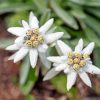 Edelweiss Flowers Plants paint by numbers