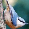 Adorable White Breasted Nuthatch paint by numbers