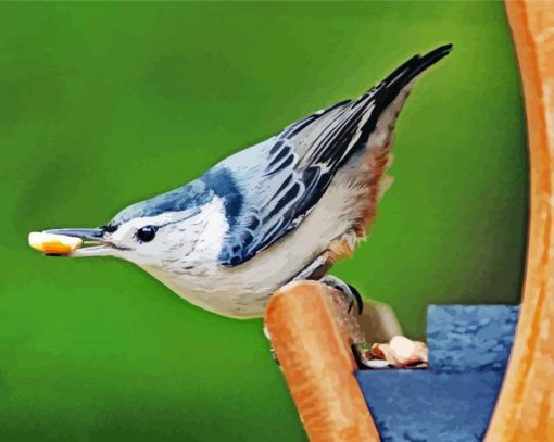 Female White Breasted Nuthatch paint by numbers