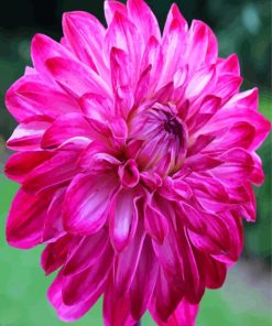 Fuchsia Dahlia Flower paint by numbers