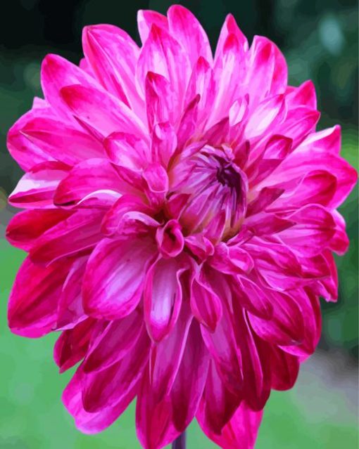 Fuchsia Dahlia Flower paint by numbers