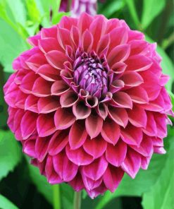 Aesthetic Fuchsia Dahlia paint by numbers