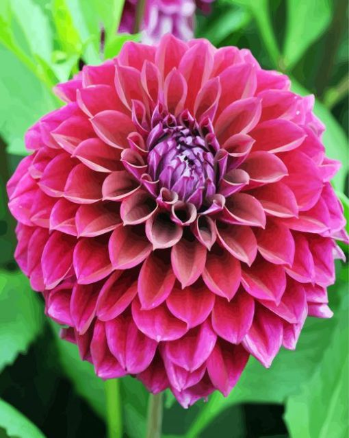 Aesthetic Fuchsia Dahlia paint by numbers