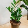 Green Zamioculcas Plant paint by numbers