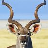 Adorable Kudu Animal paint by numbers