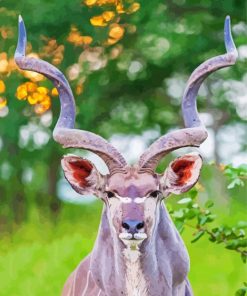Wonderful Kudu Animal paint by numbers