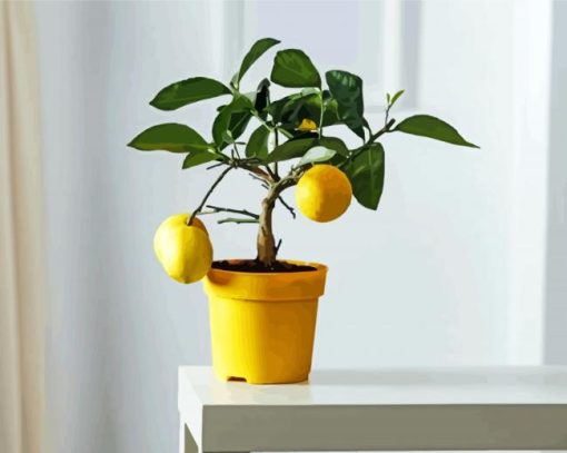 Lemon Tree In Pot paint by numbers