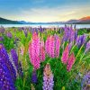 Lupines Field Nature Landscape paint by numbers