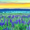 Lupines Field Nature paint by numbers