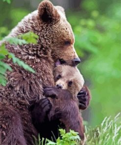 Mama Bear Hugging His Baby paint by numbers