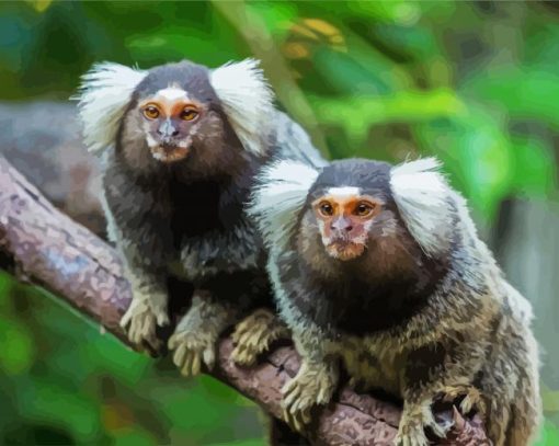 Marmosets Animals On A Branch paint by numbers