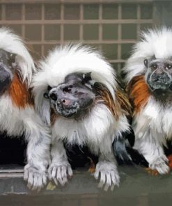 Marmosets Animals paint by numbers