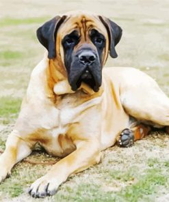 English Mastiff Dog paint by numbers
