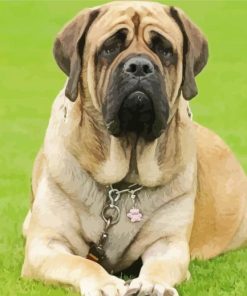 Adorable English Mastiff Dog paint by numbers