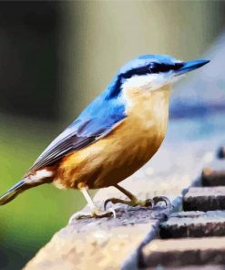 Blue Nuthatch Bird paint by numbers