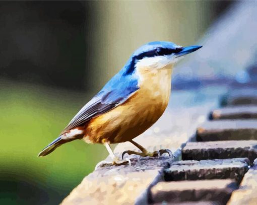 Blue Nuthatch Bird paint by numbers