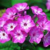 Phlox Flowers Blossom paint by numbers