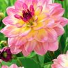 Pink Yellow Dahlia Flowers paint by numbers