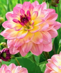 Pink Yellow Dahlia Flowers paint by numbers