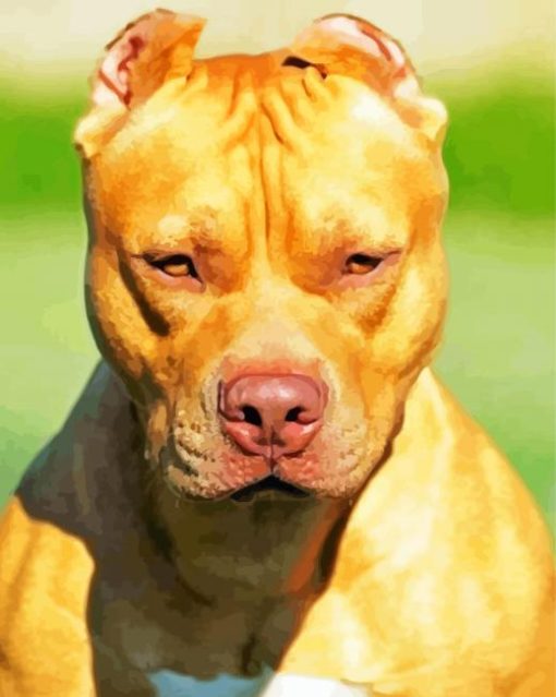 Pitbull Dog Animal paint by numbers