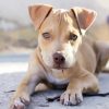 Adorable Pitbull Puppy paint by numbers