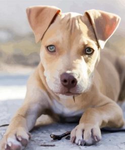 Adorable Pitbull Puppy paint by numbers