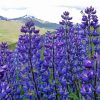Purple Lupines Field Nature paint by numbers