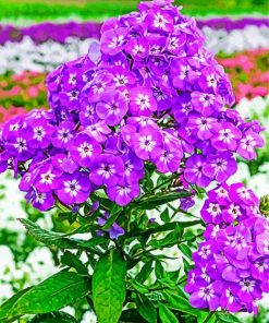 Purple Phlox Flowering Plant paint by numbers