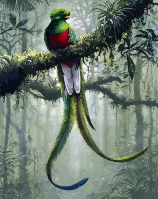 Long Tailed Quetzal Art paint by numbers