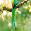 Resplendent Quetzal Bird Back paint by numbers