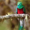 Cute Resplendent Quetzal On A Branch paint by numbers