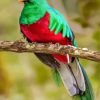 Cute Resplendent Quetzal paint by numbers