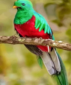 Cute Resplendent Quetzal paint by numbers