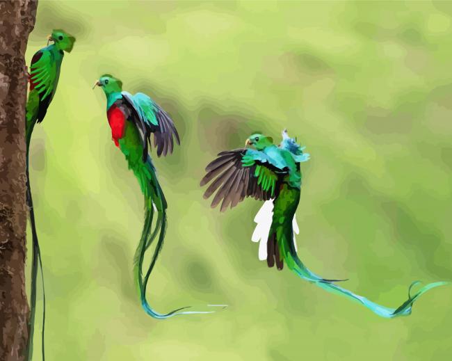 Resplendent Quetzal Birds Flying paint by numbers