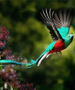 Resplendent Quetzal Flying paint by numbers
