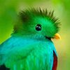Resplendent Quetzal Head paint by numbers