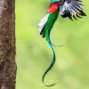 Quetzal Long Tailed Flying paint by numbers