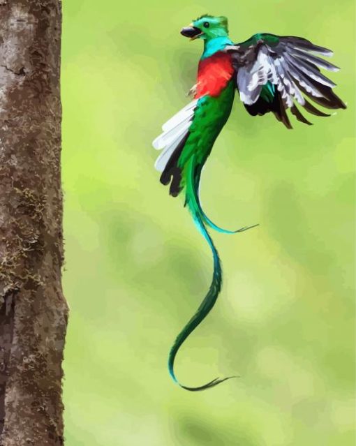 Quetzal Long Tailed Flying paint by numbers