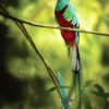 Quetzal Long Tailed Bird paint by numbers