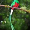 Quetzal Bird On A Branch paint by numbers