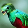 Quetzal Bird Eating paint by numbers