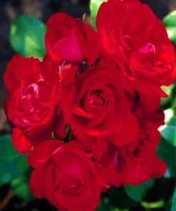 Red Floribunda Roses paint by numbers