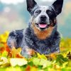 Adorable Red Heeler Dog paint by numbers
