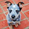 Red Heeler Puppy paint by numbers