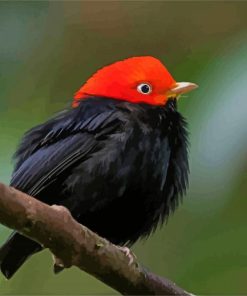 Cute Red Capped Manakin Bird paint by numbers