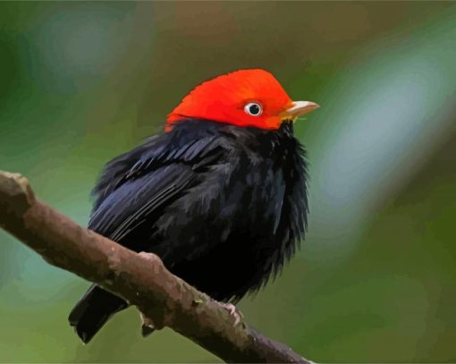 Cute Red Capped Manakin Bird paint by numbers