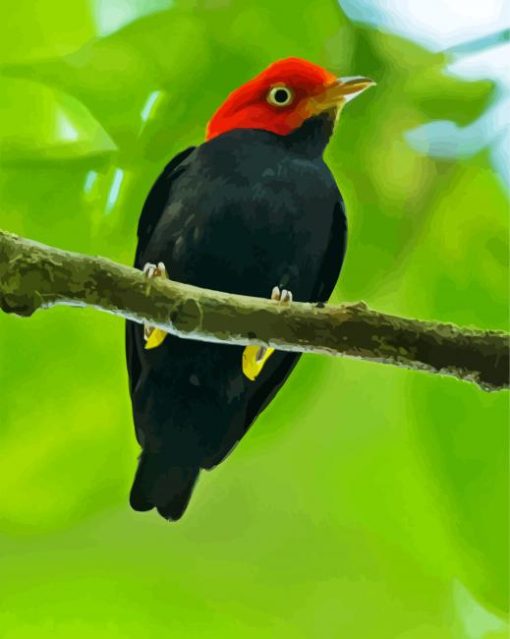 Red Capped Manakin Bird paint by numbers