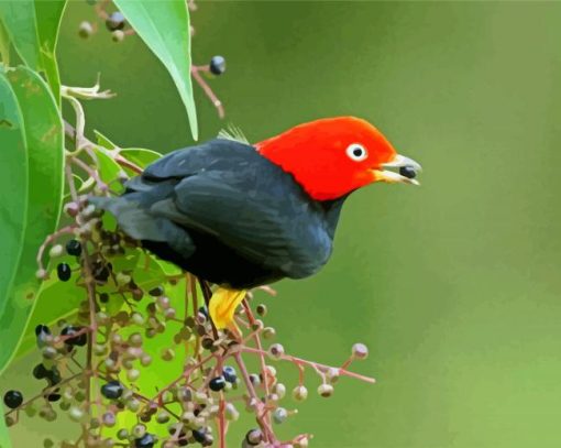 Red Capped Manakin paint by numbers
